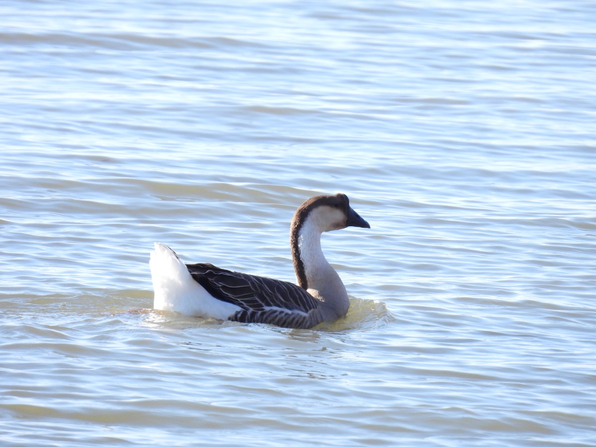 Ánsar Cisnal (variedad doméstica) - ML646930420