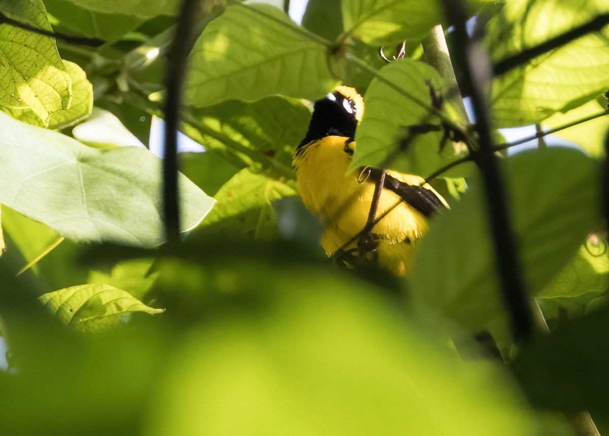 Altın Rengi Monark - ML646930422