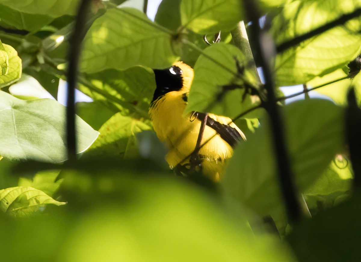 Altın Rengi Monark - ML646930423