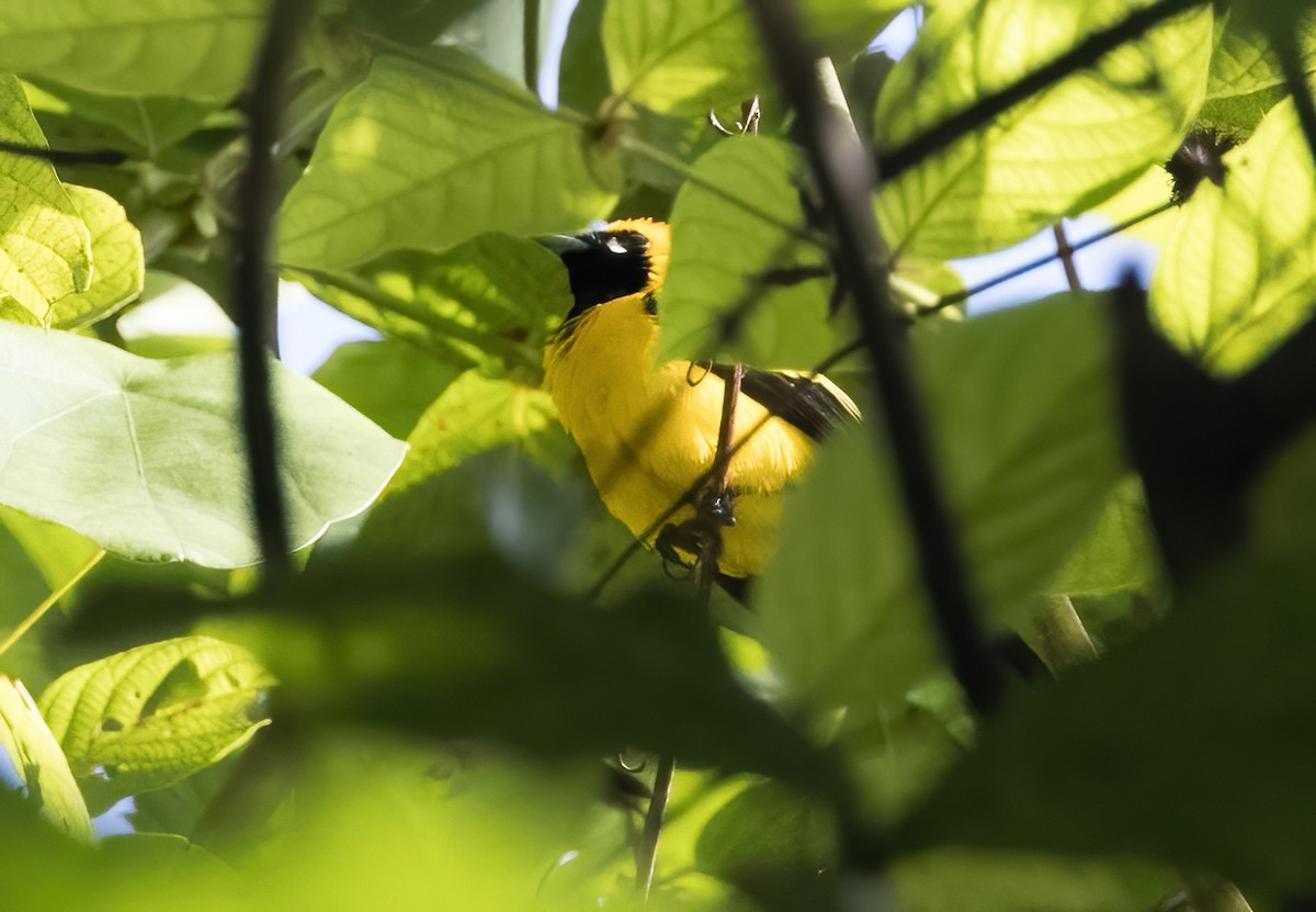 Altın Rengi Monark - ML646930424