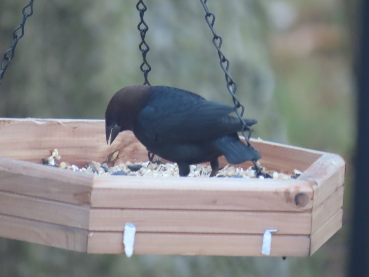 brunhodetrupial - ML646930425