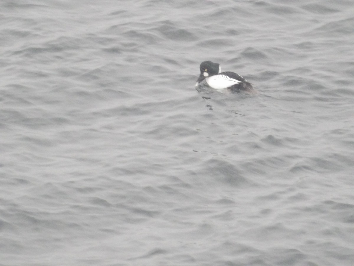 kvinand - ML646930426