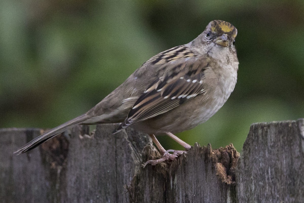 gulkronespurv - ML646930427