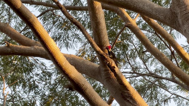 stripesvartspett - ML646930429