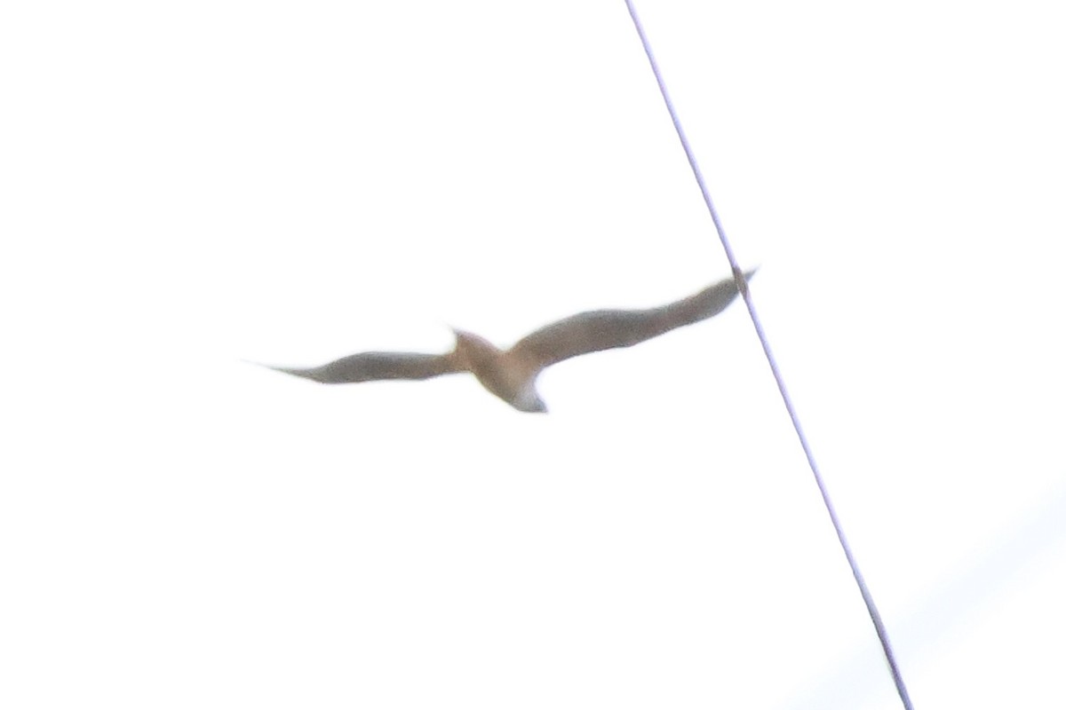 rødstjertvåk - ML646930431