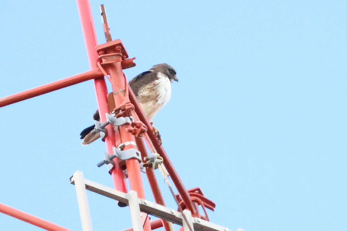 rødstjertvåk - ML646930432