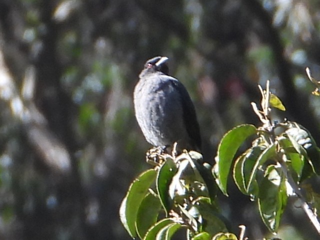 Cotinga Crestirrojo - ML646930433