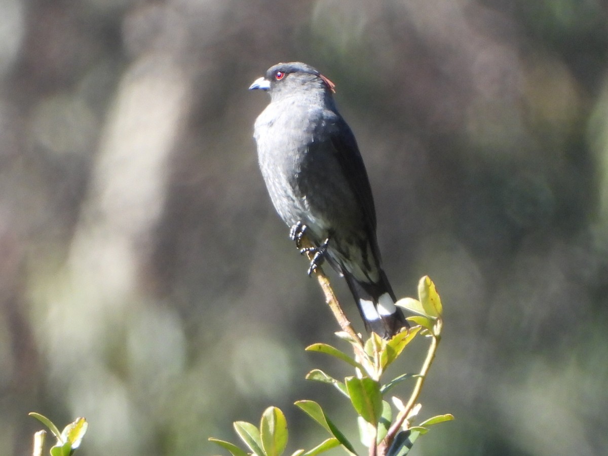 Cotinga Crestirrojo - ML646930434