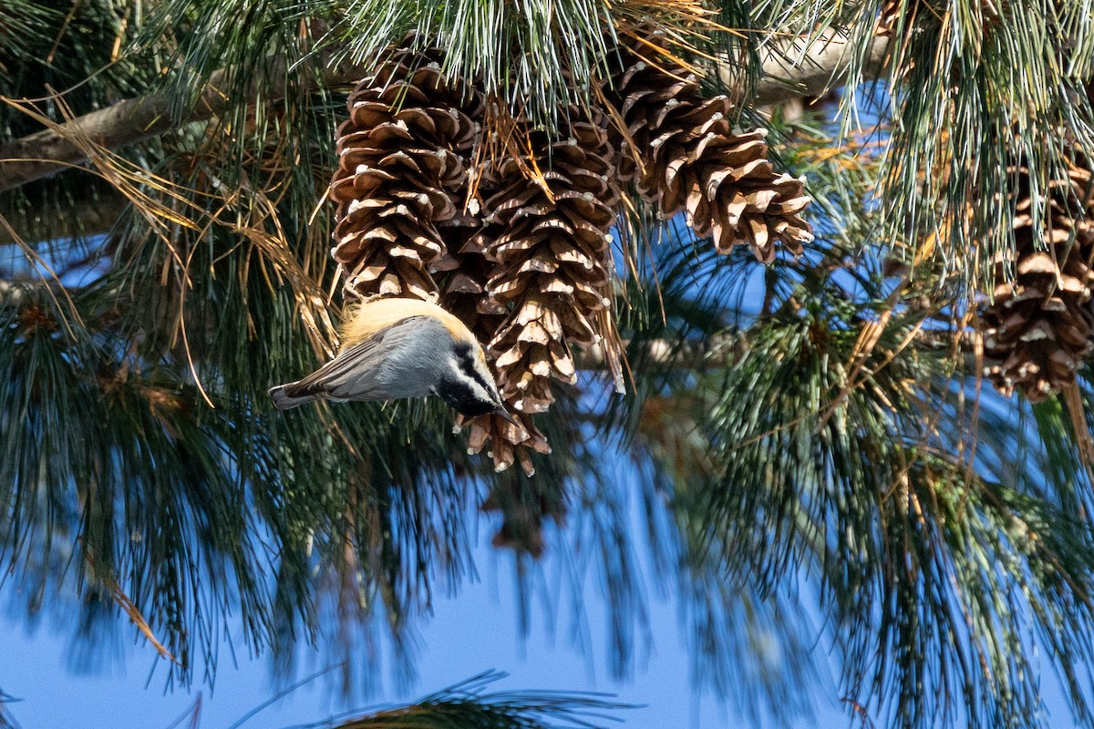 Sittelle à poitrine rousse - ML646930435