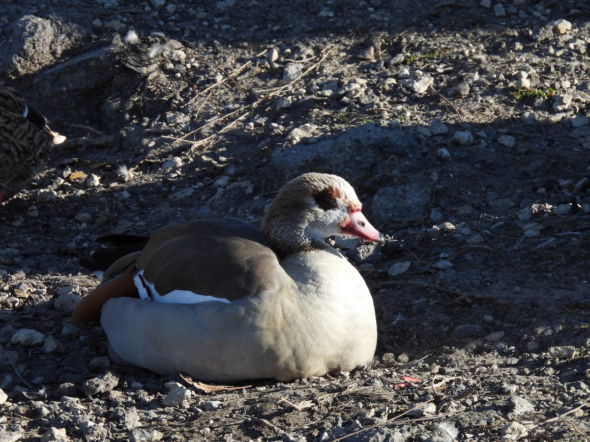 Egyptian Goose - ML646930437