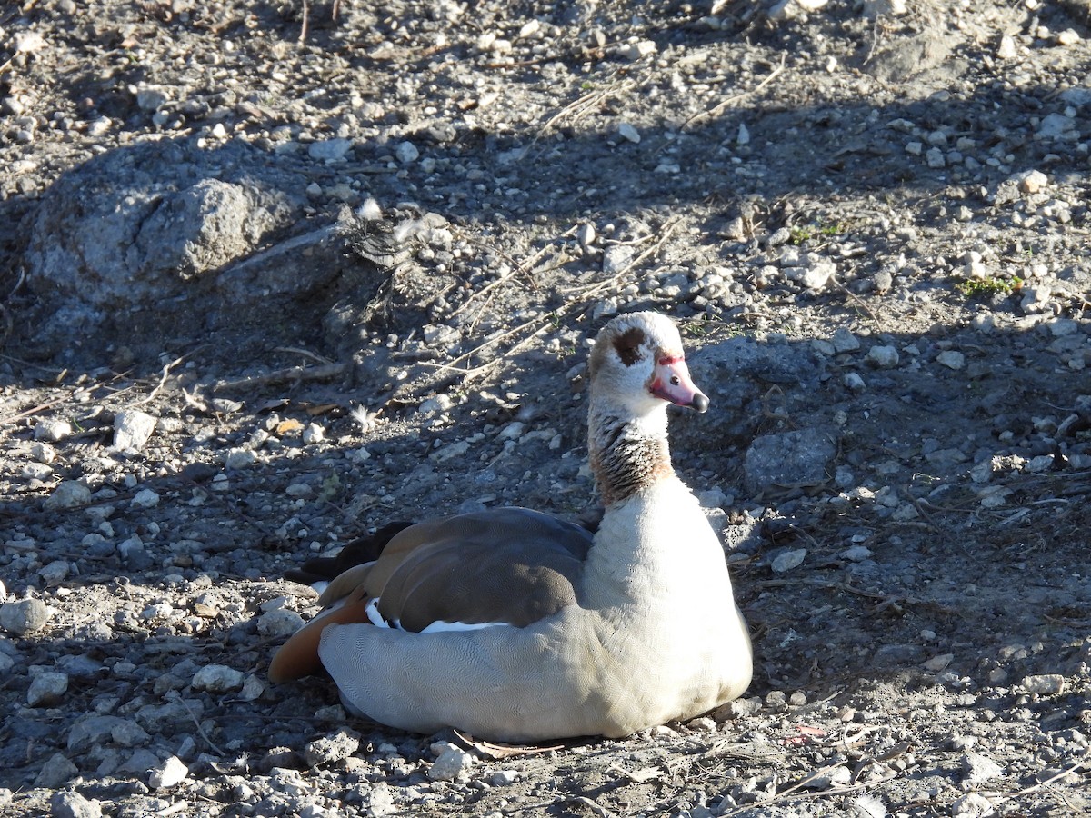 Egyptian Goose - ML646930438