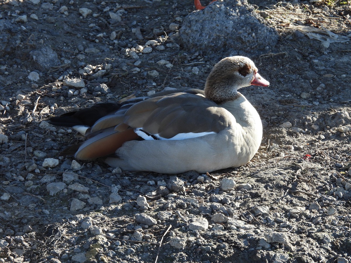 Egyptian Goose - ML646930439