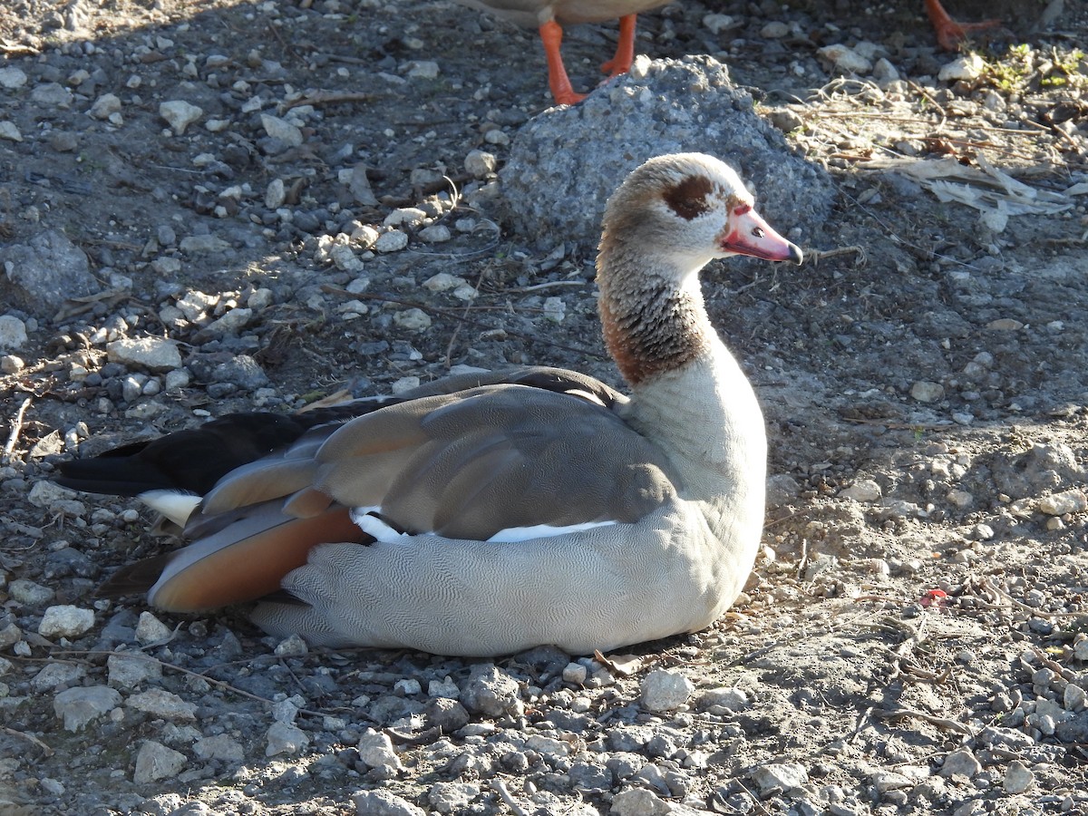 Egyptian Goose - ML646930440