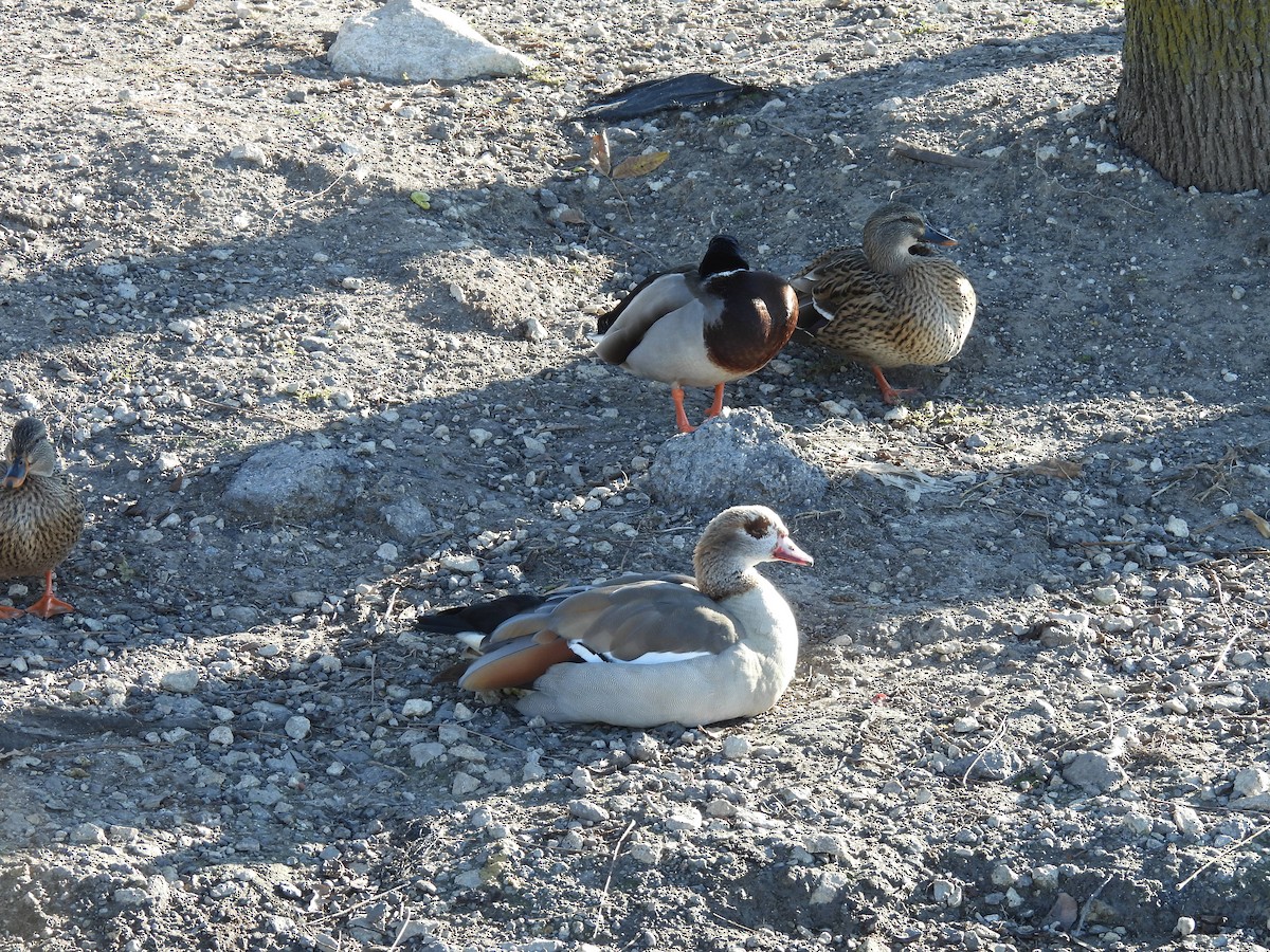 Egyptian Goose - ML646930441