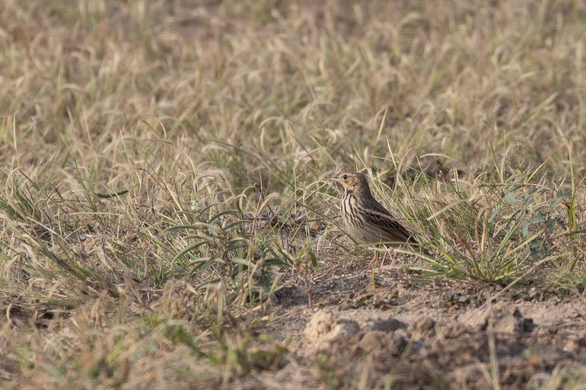 orientpiplerke - ML646930442