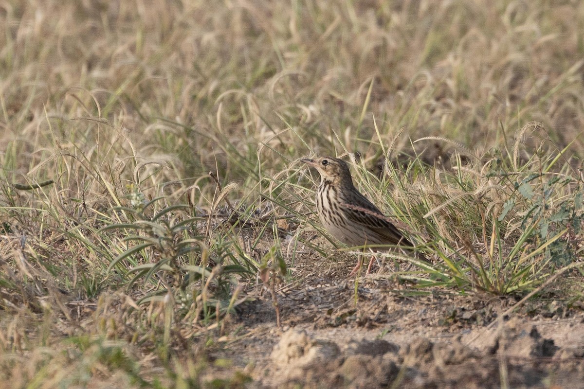 orientpiplerke - ML646930443