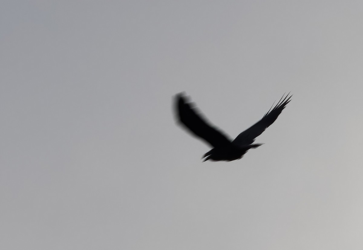 Kahverengi Başlı Karga - ML646930445