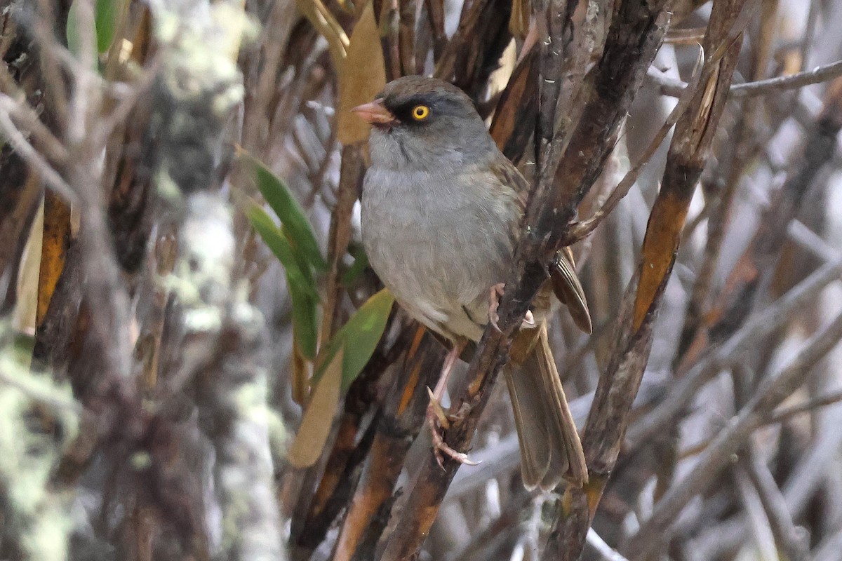 Volcano Junco - ML646930446