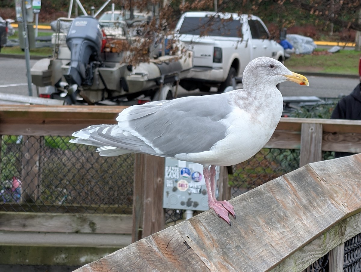 Glaucous-winged Gull - ML646930451