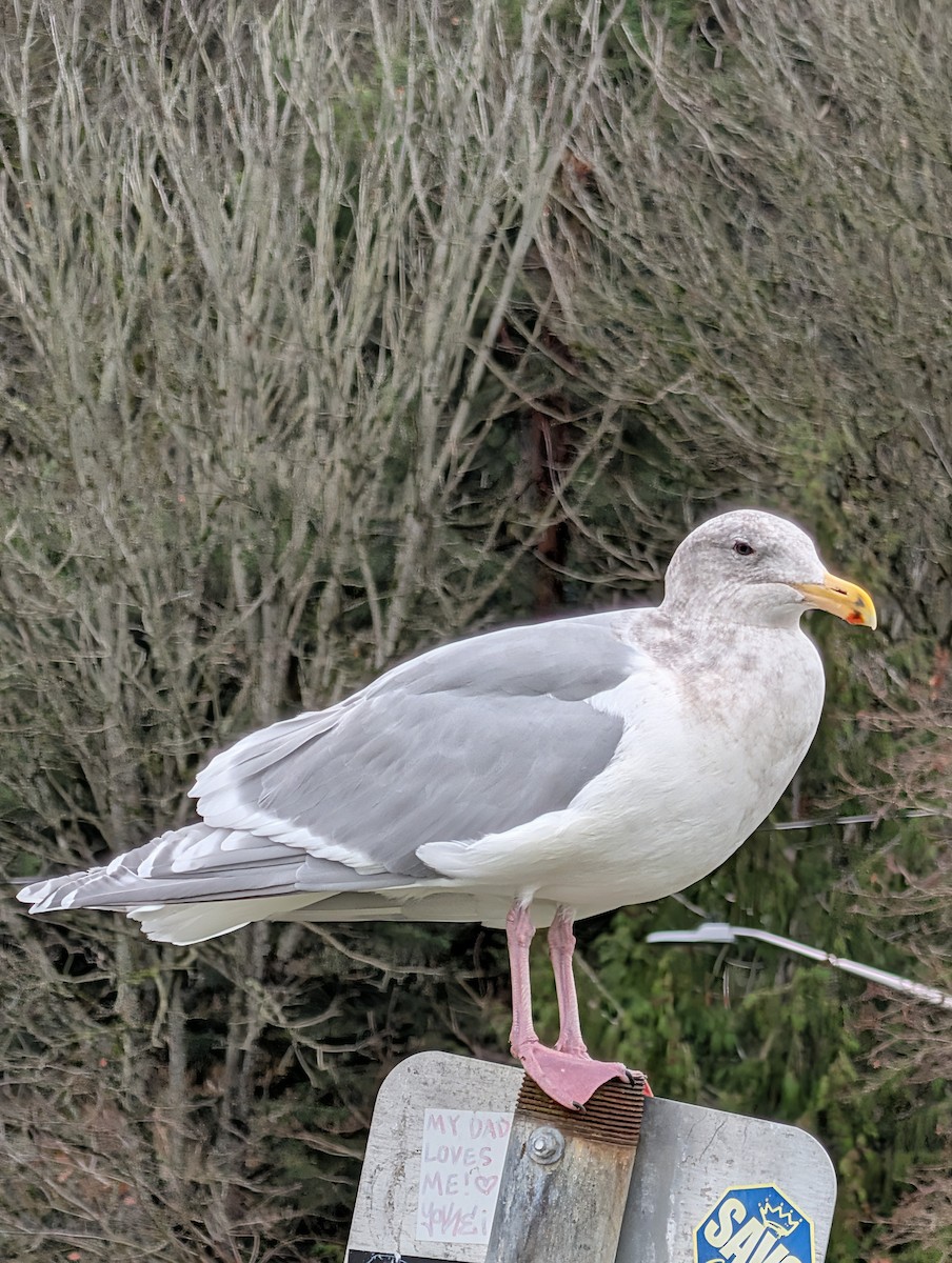 Glaucous-winged Gull - ML646930452