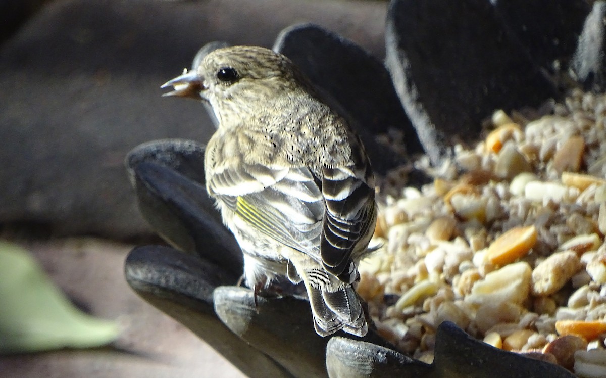 Pine Siskin - ML646930455