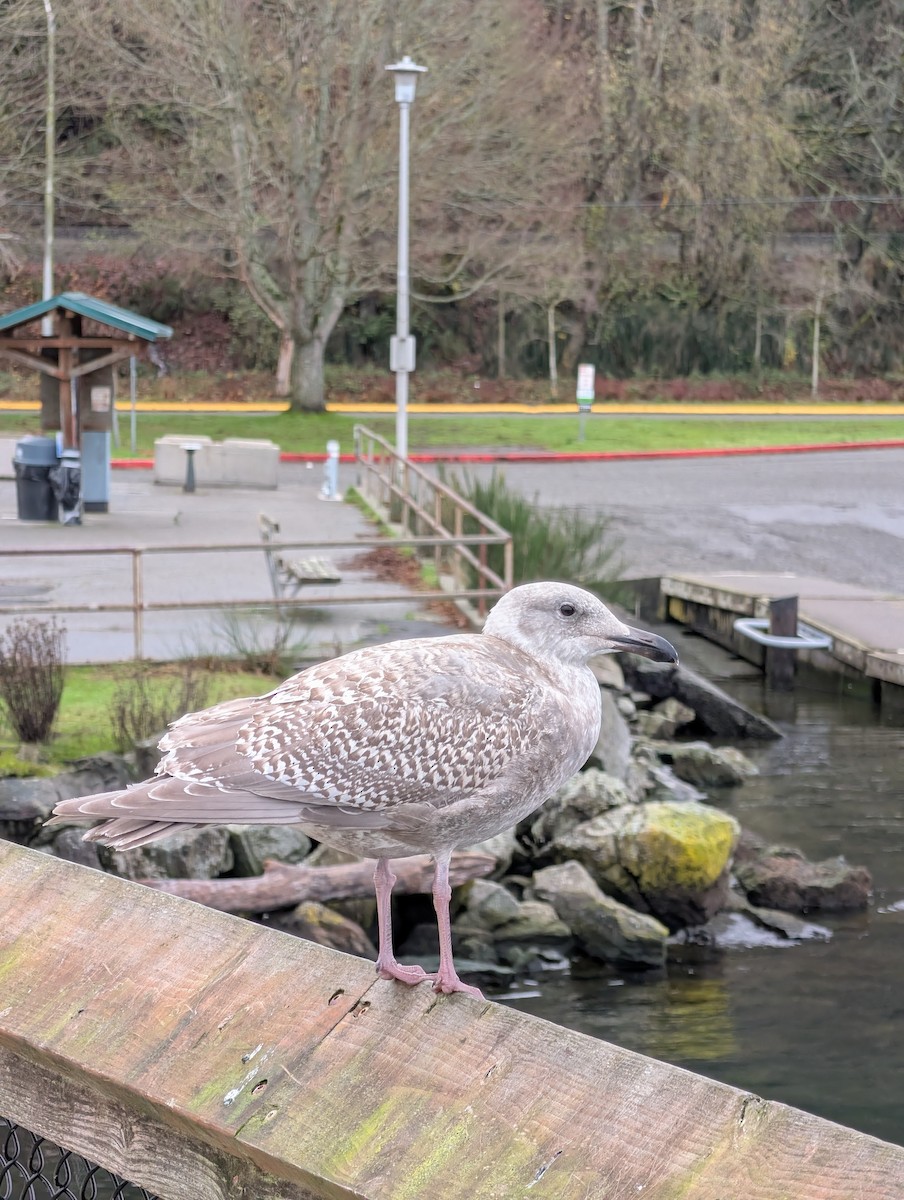 Glaucous-winged Gull - ML646930456