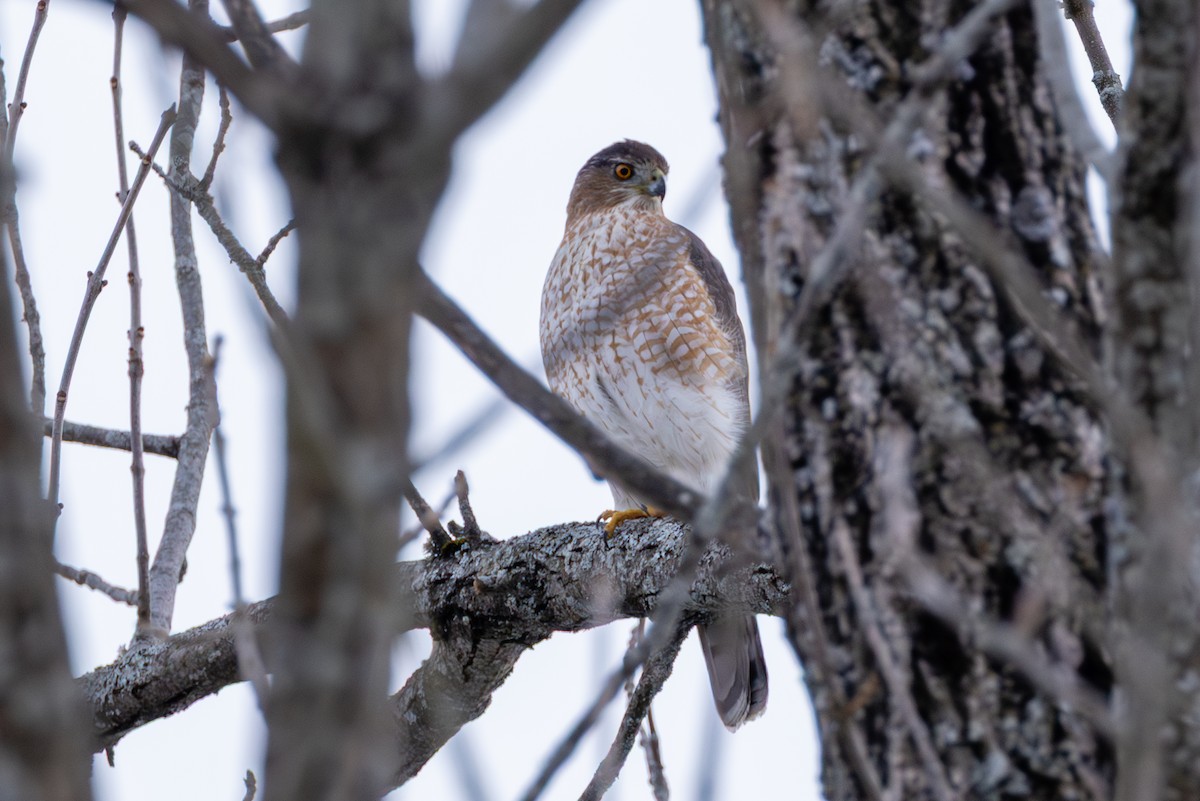 Cooper's Hawk - ML646930462
