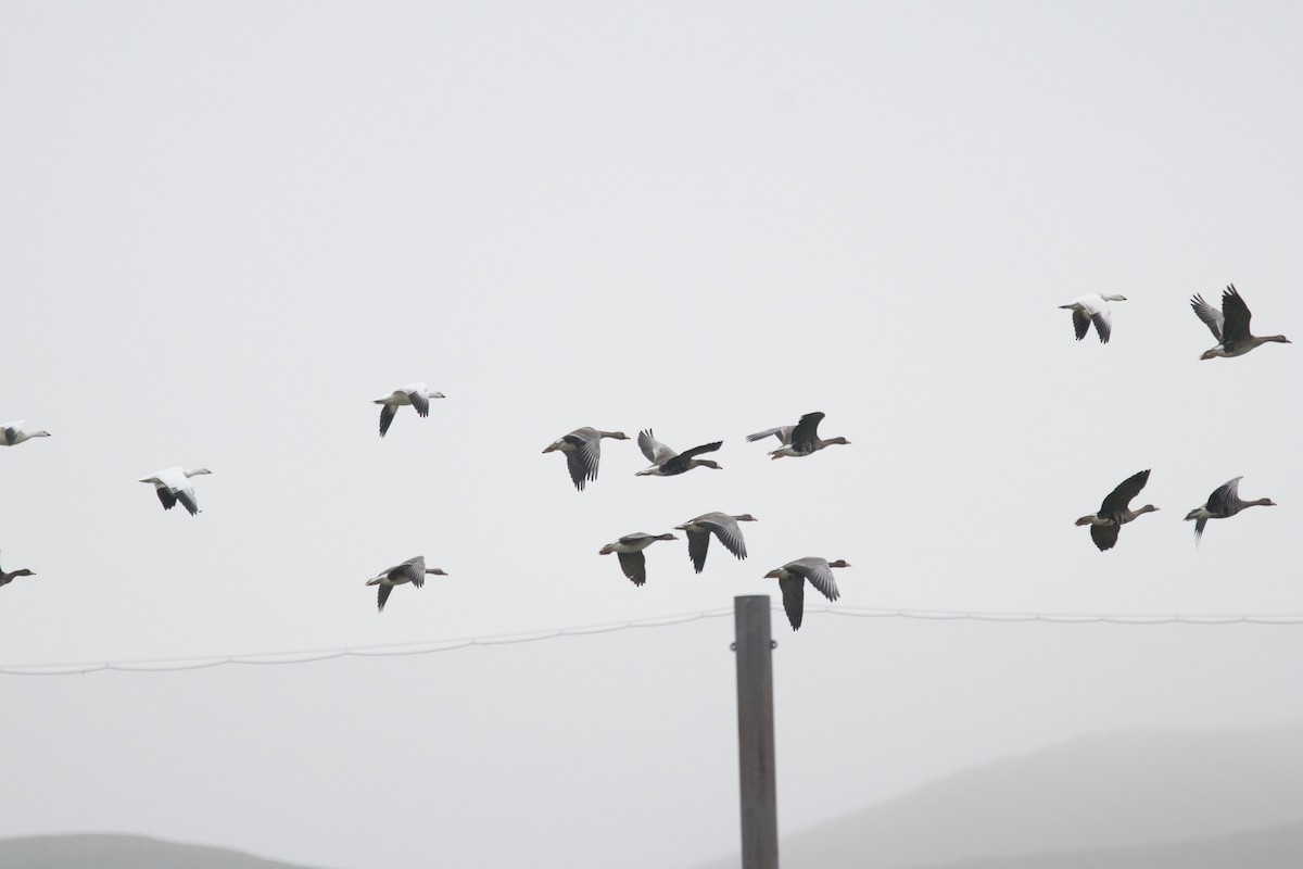 Oie des neiges - ML646930465