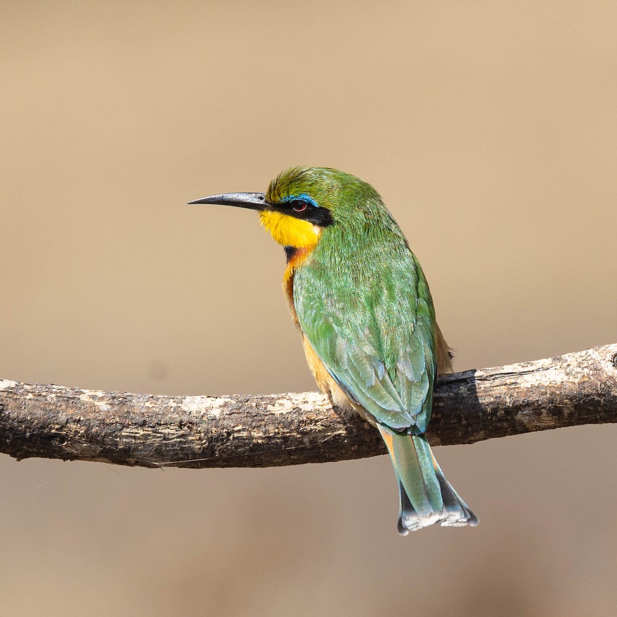 Zwergspint - ML646930466