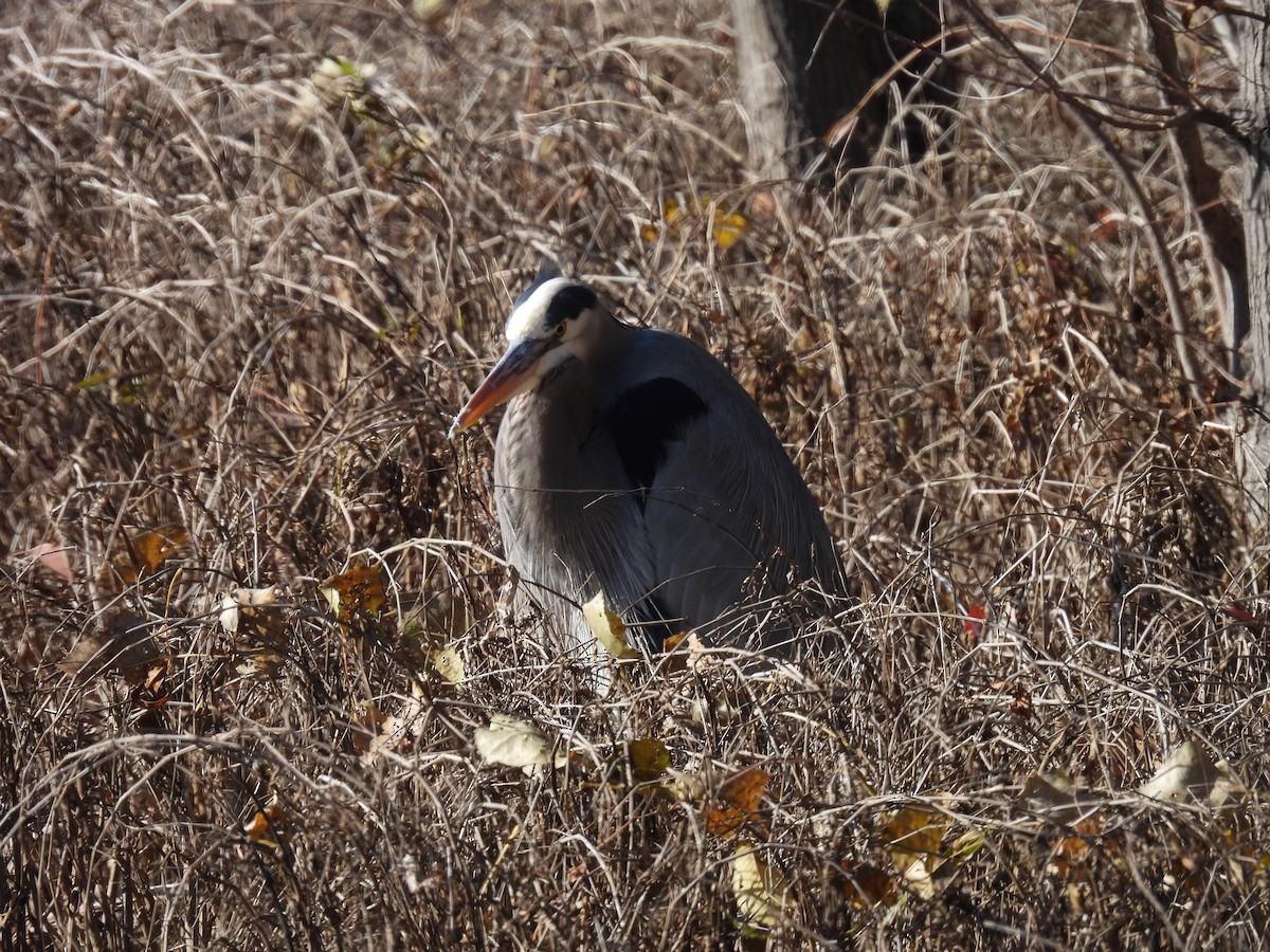 Great Blue Heron (Great Blue) - ML646930467
