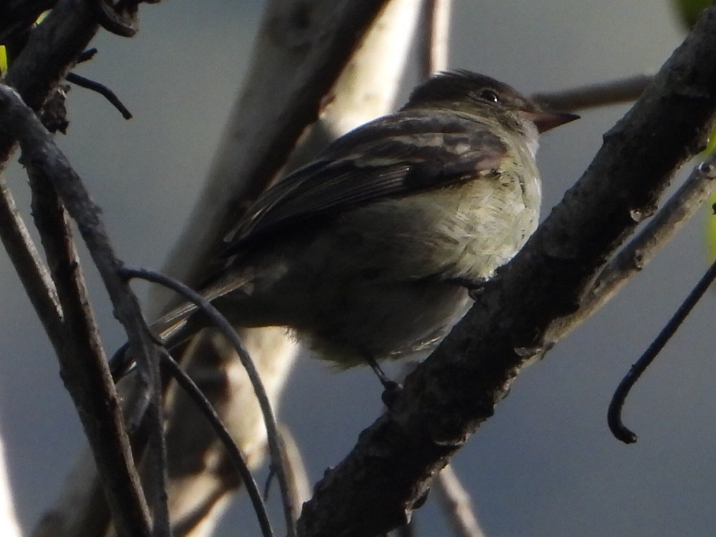 Fiofío Crestiblanco - ML646930470