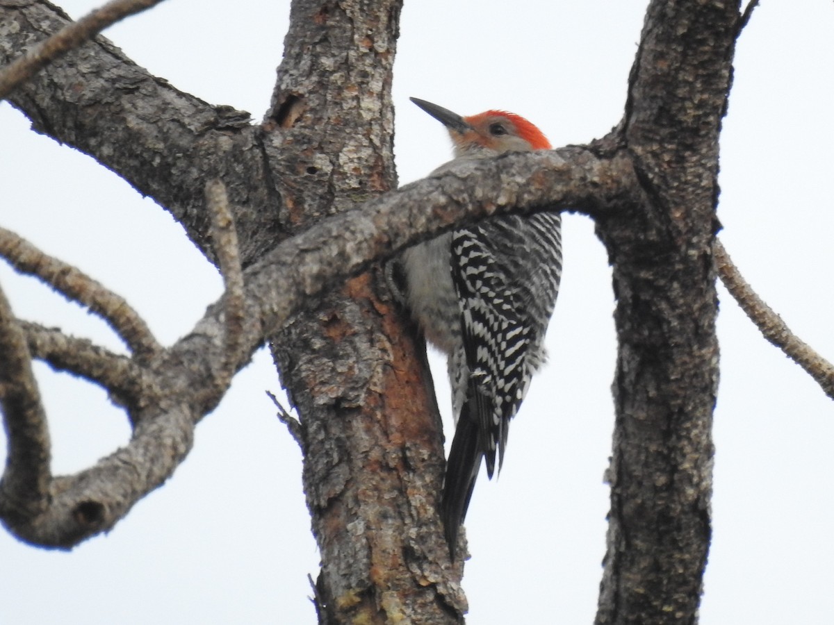 シマセゲラ - ML646930472