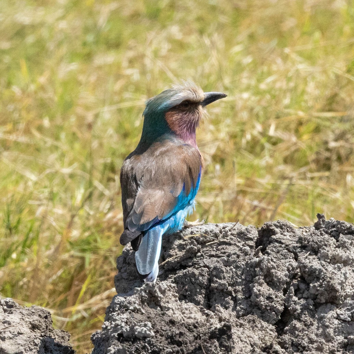 Gabelracke - ML646930477