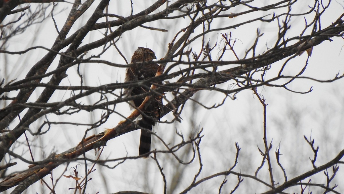 クーパーハイタカ - ML646930481