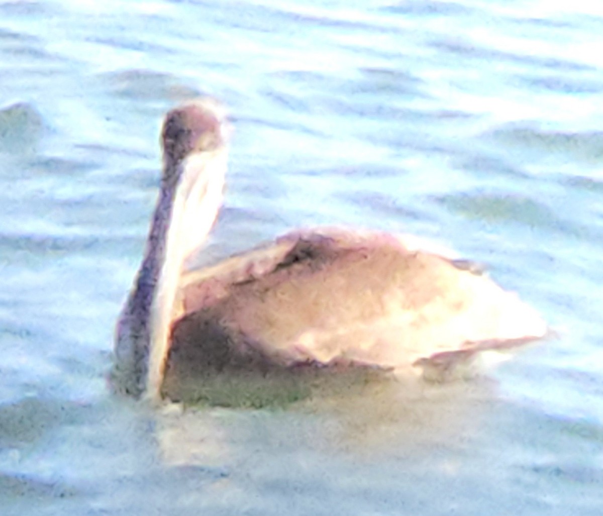 Brown Pelican - ML646930484