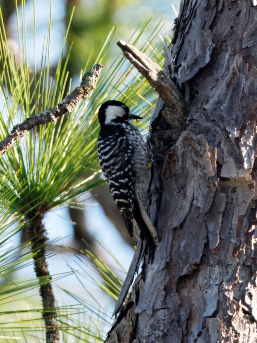 Pic à face blanche - ML646930487