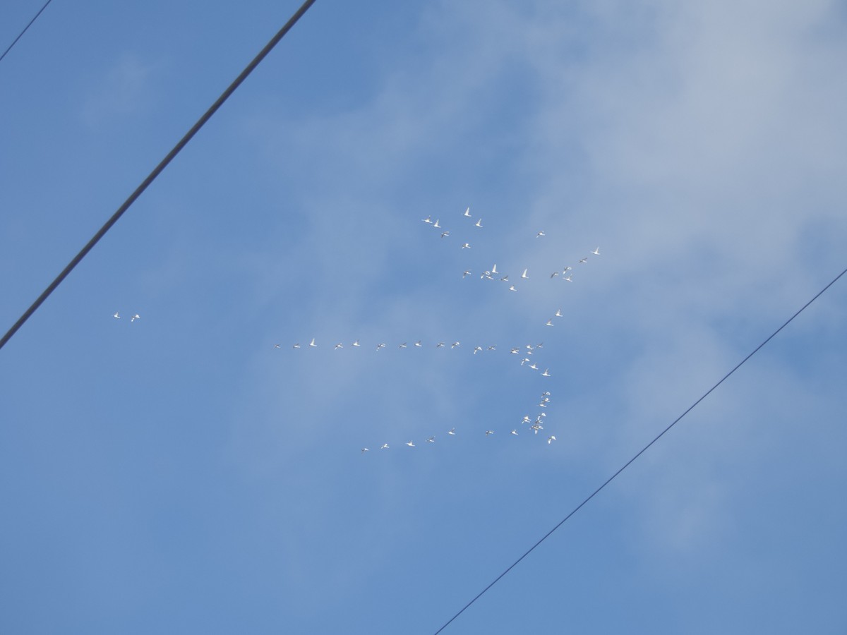 labuť malá - ML646930490