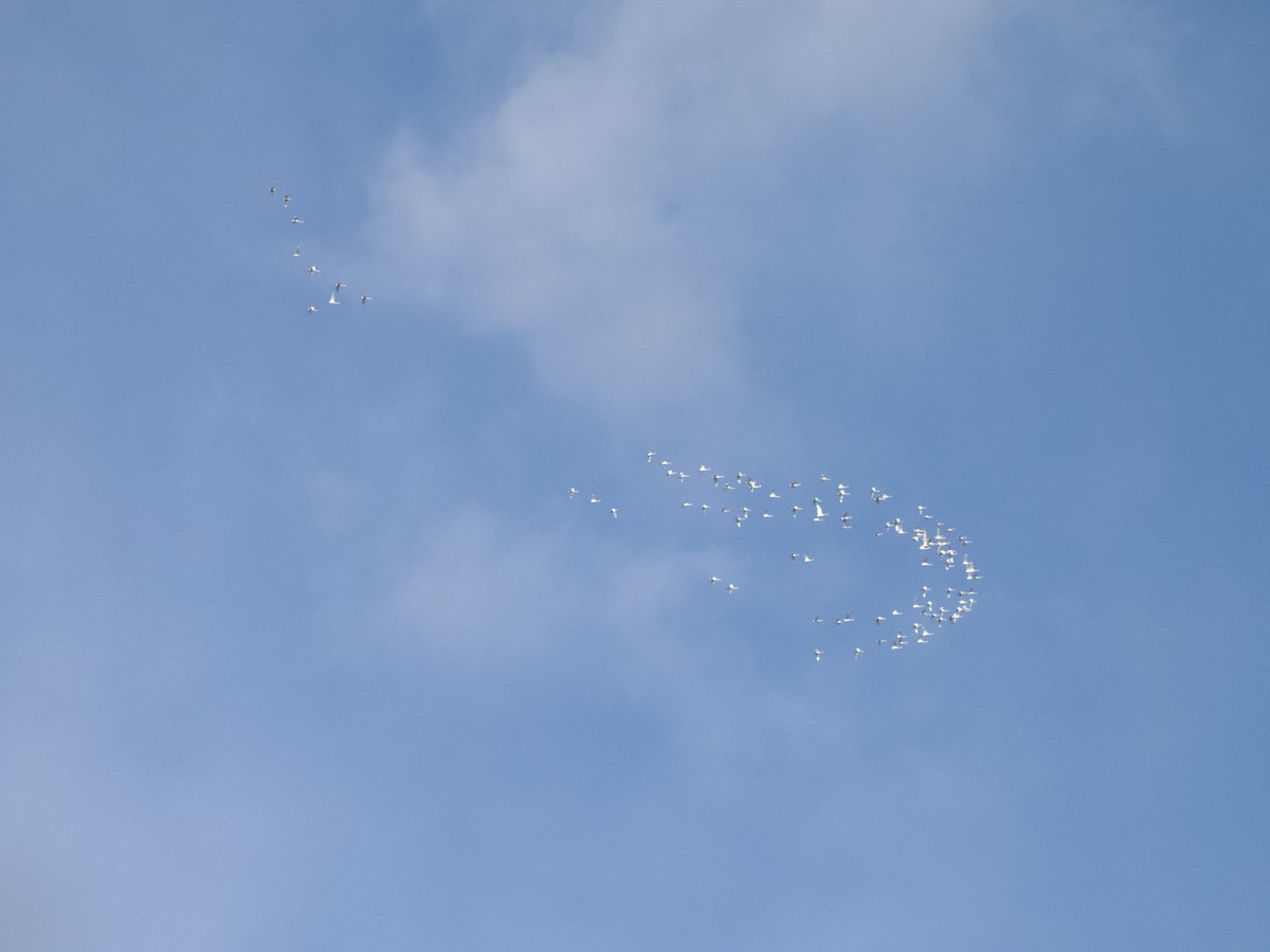 labuť malá - ML646930491