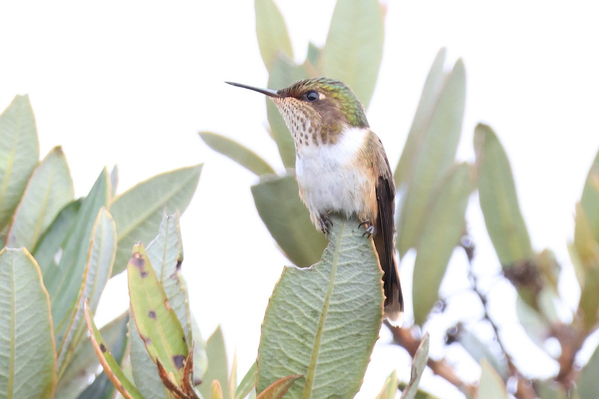 Volcano Hummingbird - ML646930497