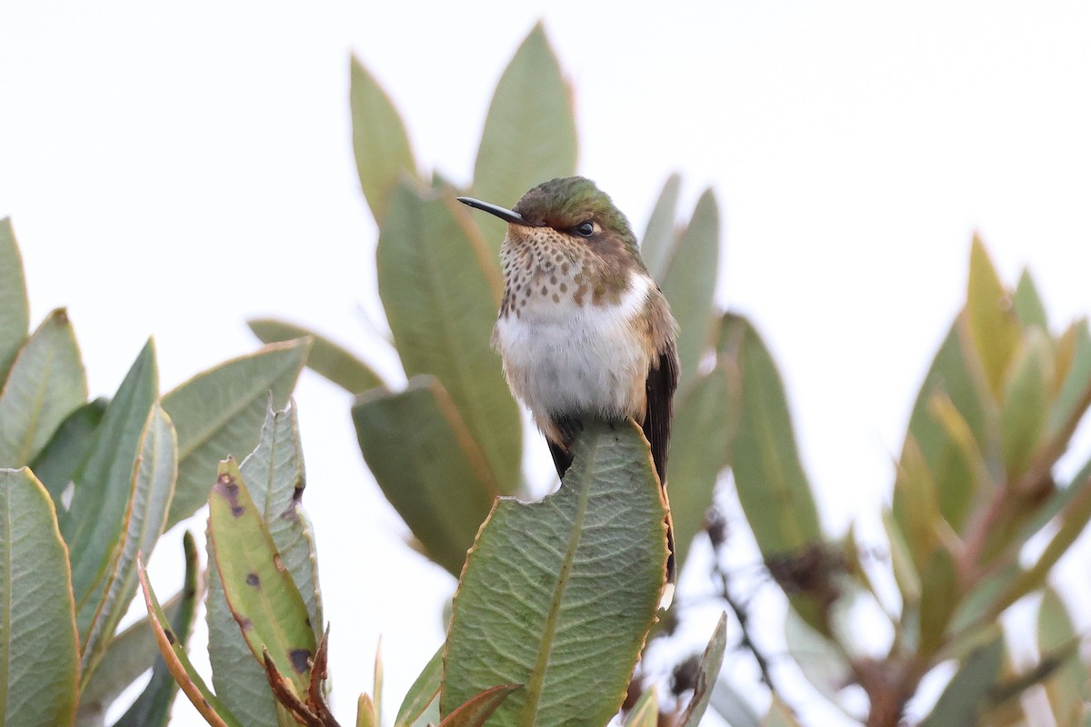 Volcano Hummingbird - ML646930498