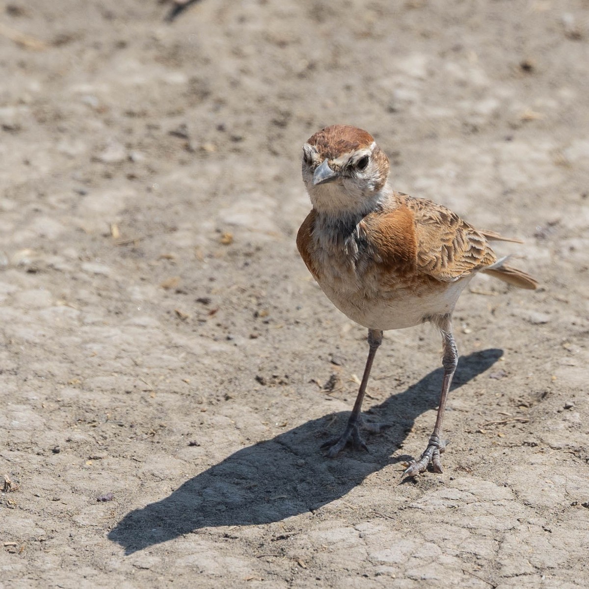 Rotkappenlerche - ML646930503