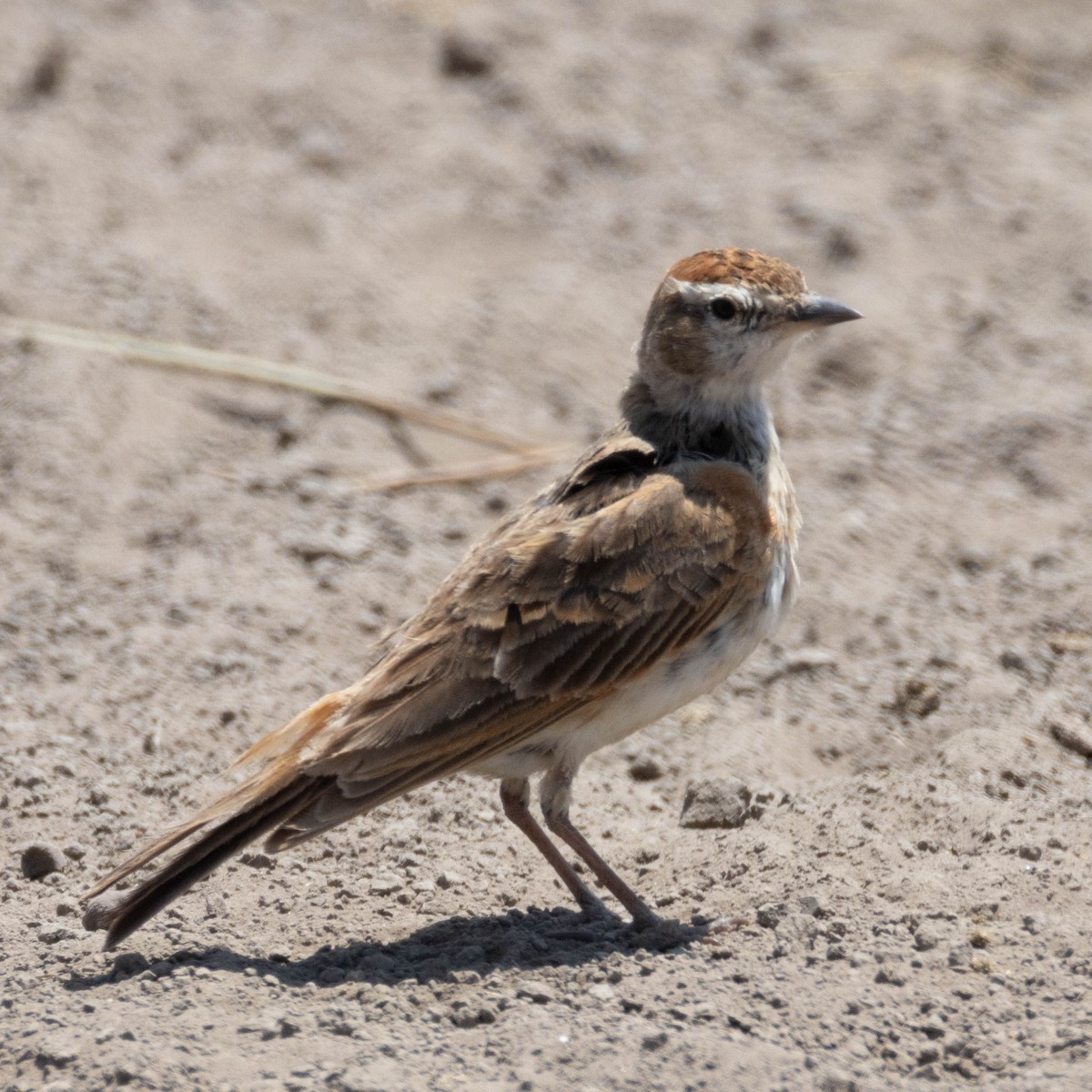 Rotkappenlerche - ML646930504