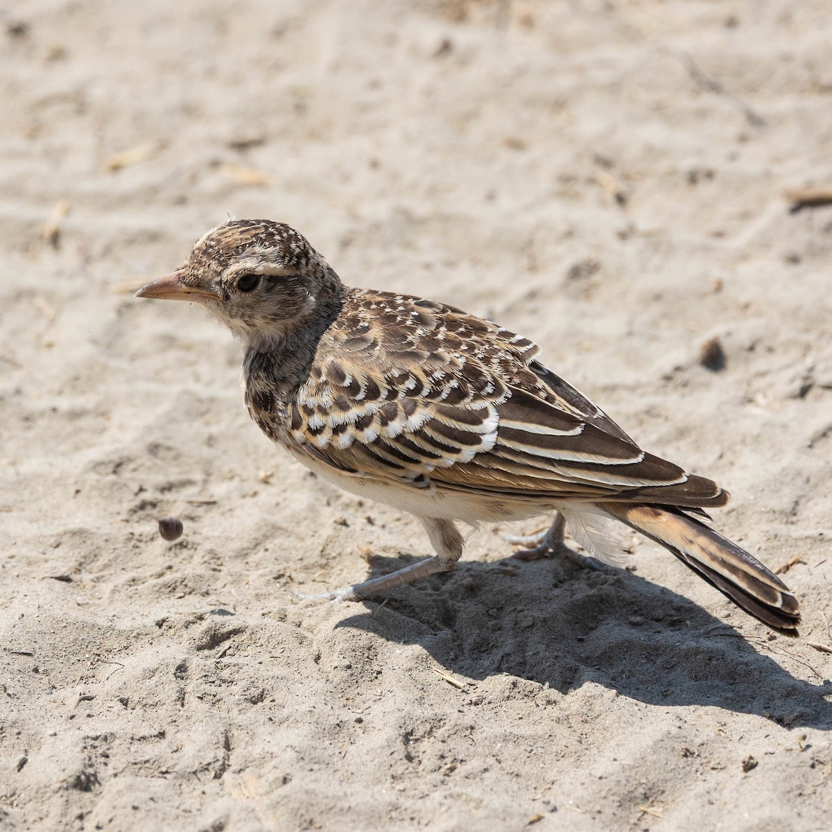 Rotkappenlerche - ML646930505