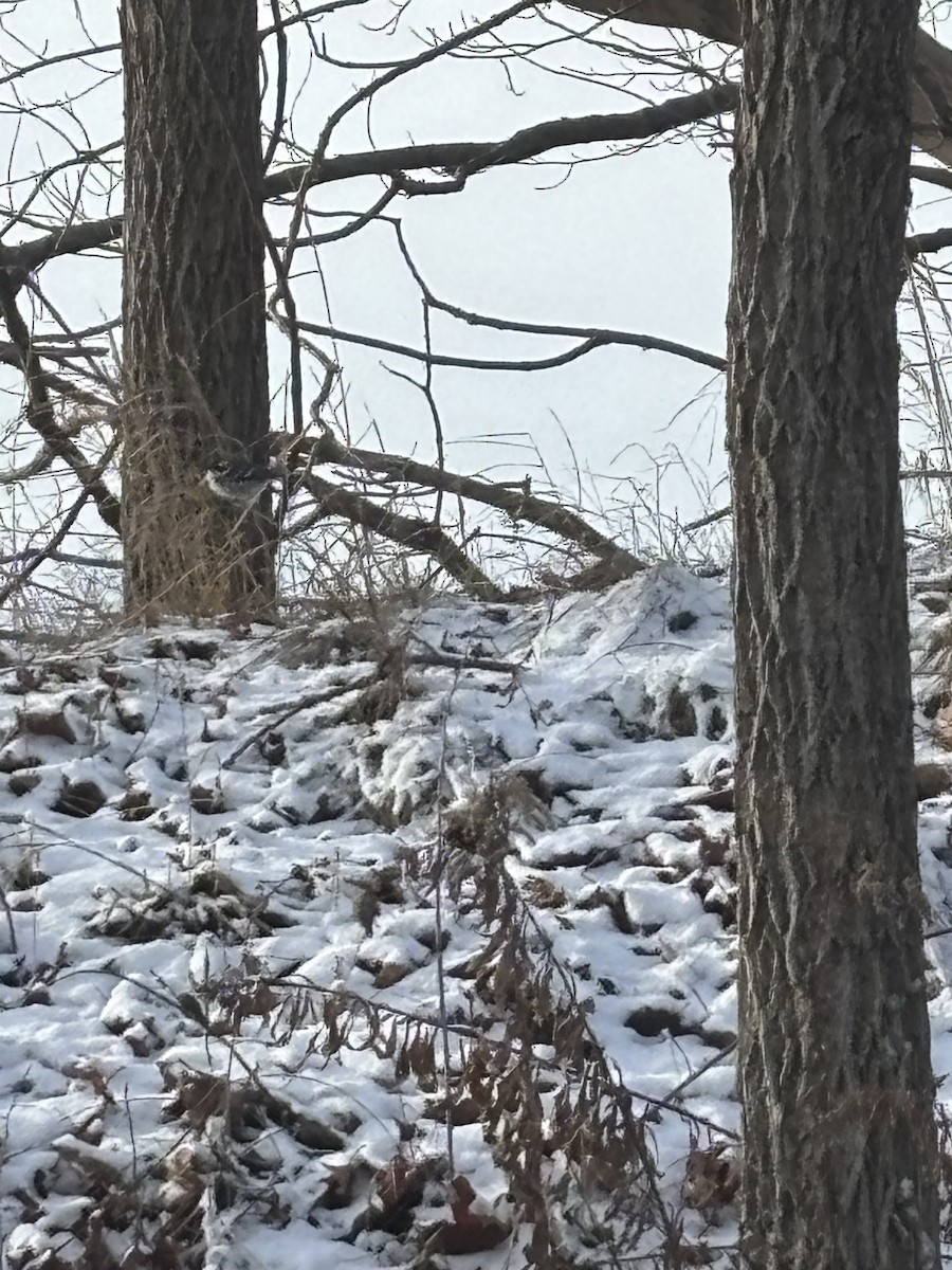 Kara Şeritli Ötleğen - ML646930508