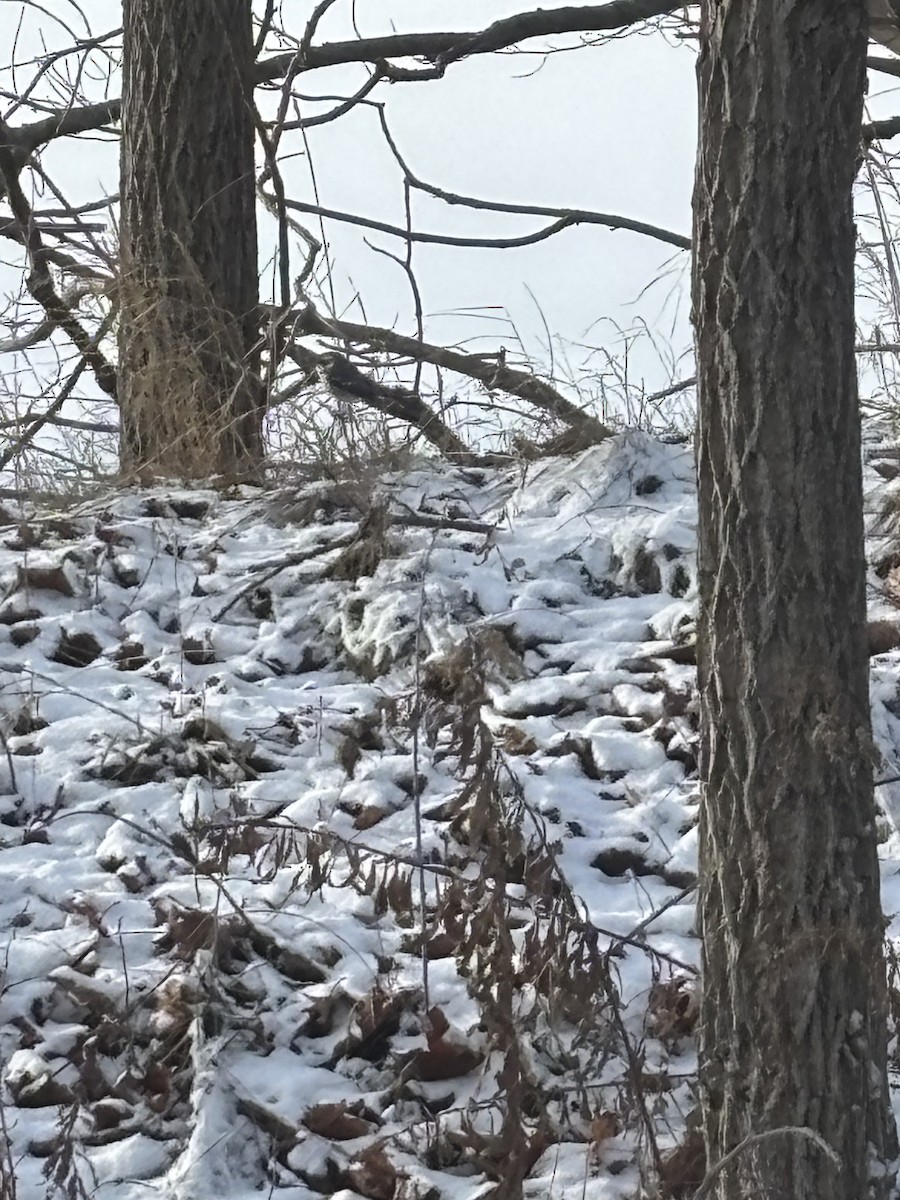 Kara Şeritli Ötleğen - ML646930509