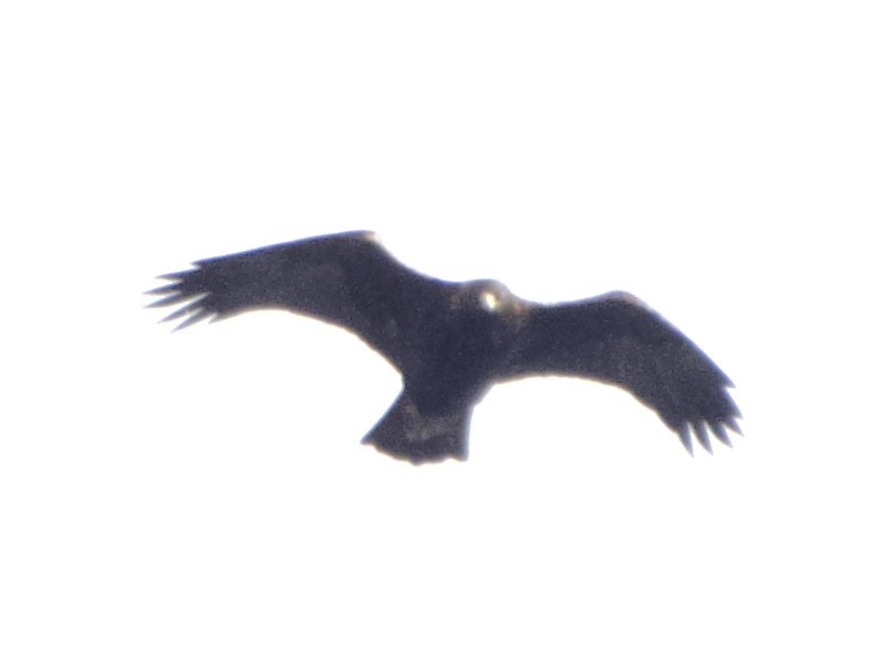 orel skalní - ML646930510