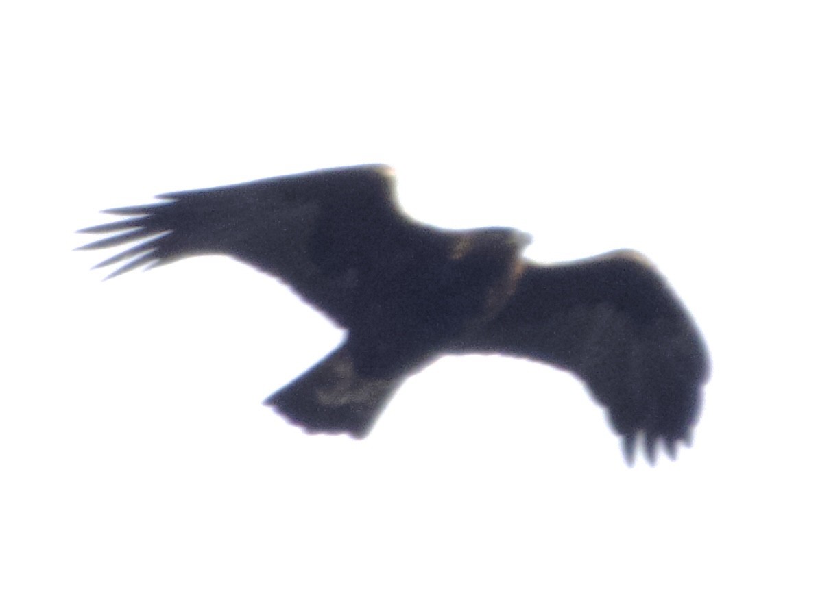 orel skalní - ML646930511