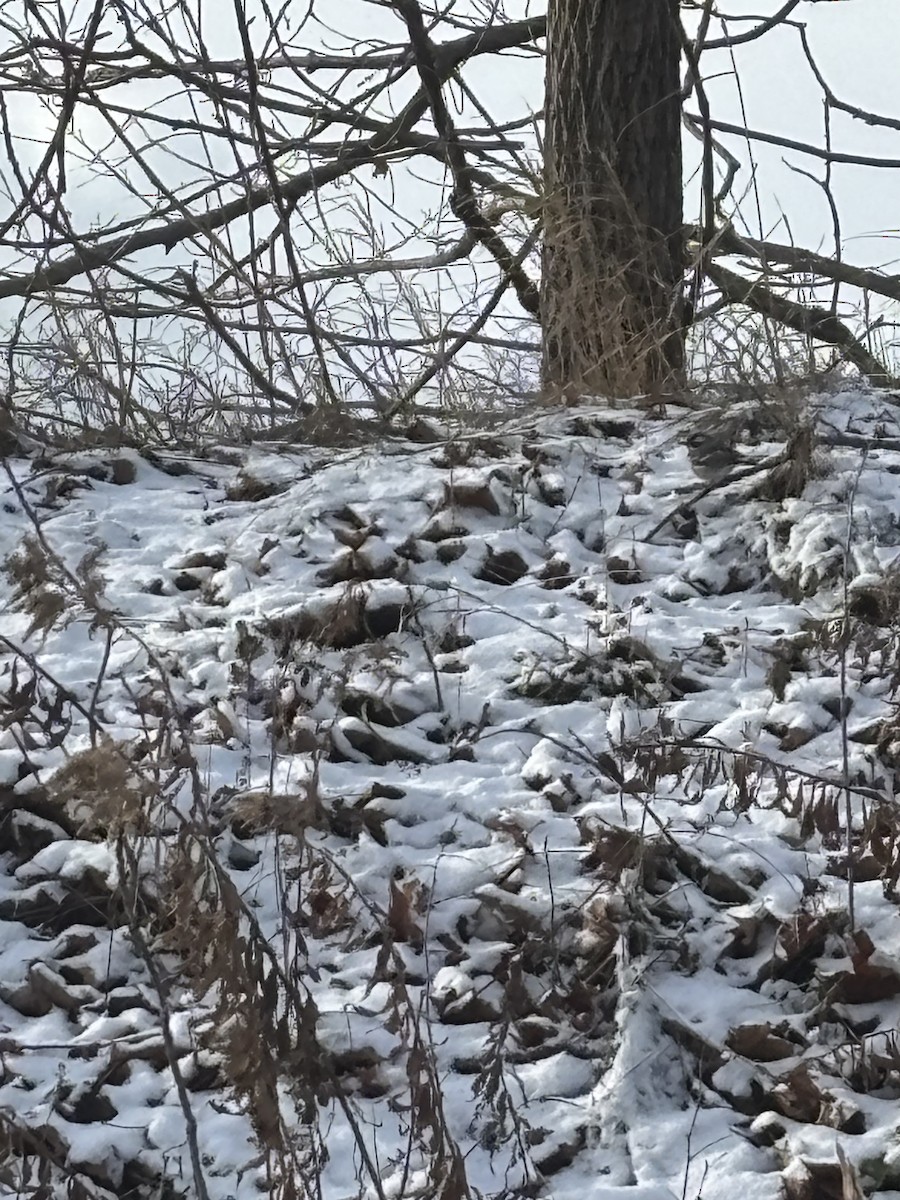 Kara Şeritli Ötleğen - ML646930513