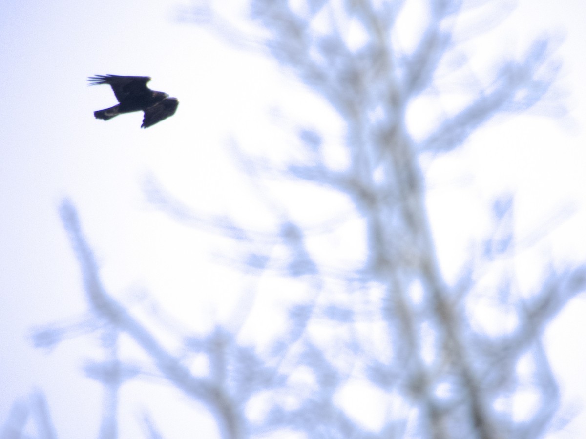 orel skalní - ML646930514