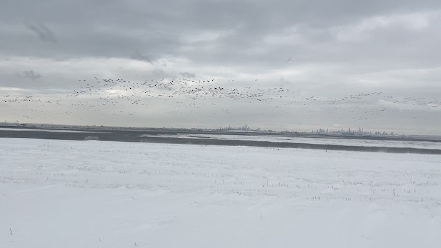 kanadagås - ML646930516